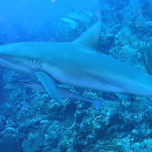 Here, y'all take it!