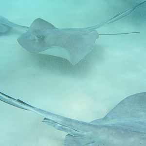 Stingrays were everywhere....