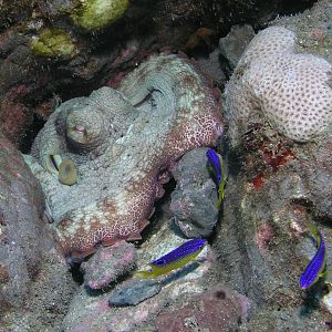 Stetston octo