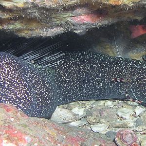 cleaner shrimp on an eel