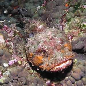 scorpionfish