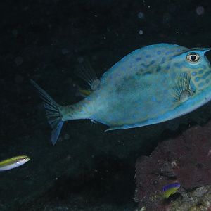 scrawled cowfish