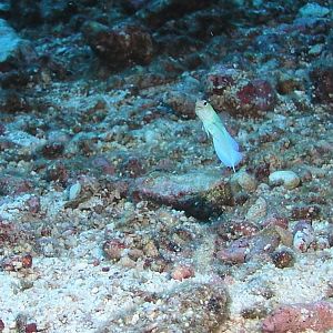 jawfish