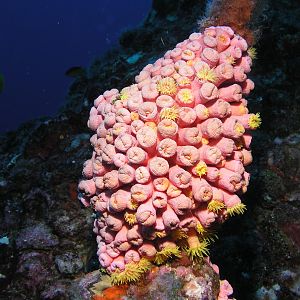 rig coral