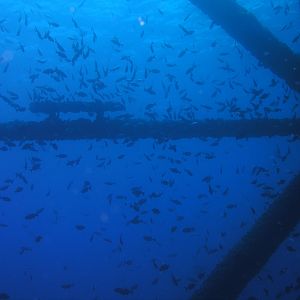 a few fish