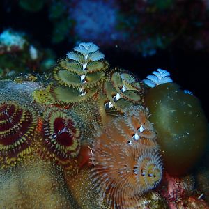 Willy Wonka Coral