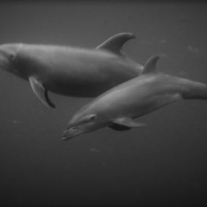 Shadow Diver - Socorro