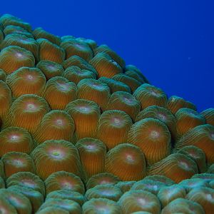 DivingDoug - Strange Planet