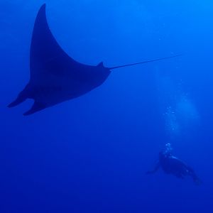 DivingDoug - Grace Underwater