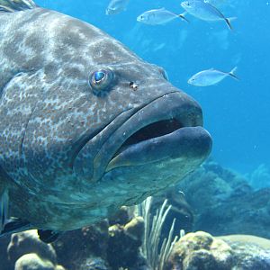 K-Jenn Divers - Grouper Closeup