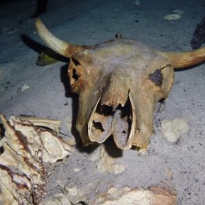 Cow Skull 1