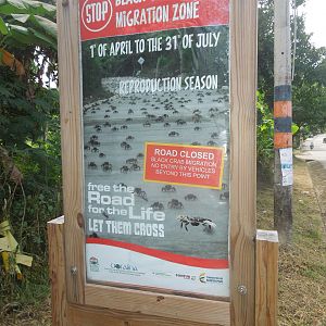 an annual migration of land crabs
