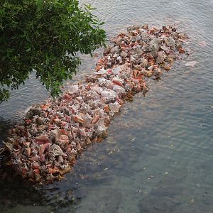 conch jetty