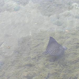 spotted from the shore