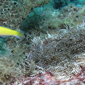 Branching anemone