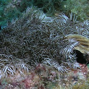 Branching anemone