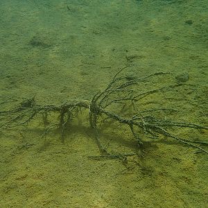 A Twig