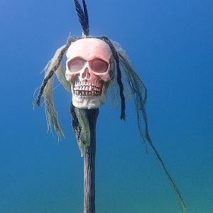 You're A Cute Skull
