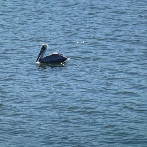 Houston Ship Channel Tour