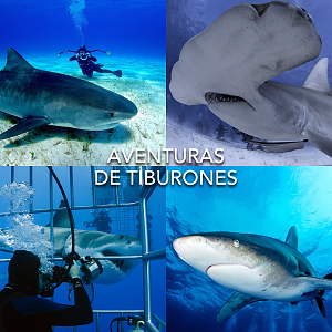 Shark Diving - CHUM Feb 2017 Mtg