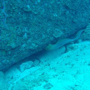 16 - Moray On El Planchon Wreck