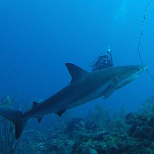 20 - Sushi Boy And Shark