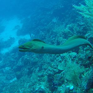 24 - Free Swimming Moray