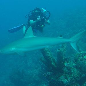 38 - Sushi Boy And Shark