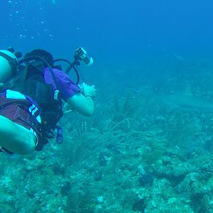 39 - Sushi Boy And Shark