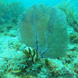 46 - Gorgonian