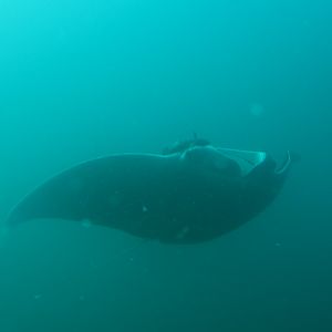 Visiting Manta IMG_5550