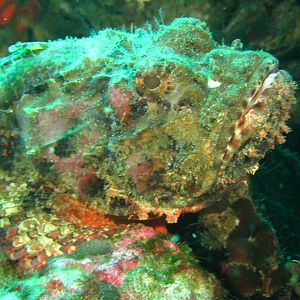 Scorpion fish IMG_5457