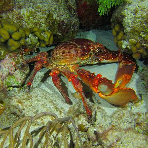 Caribbean King Crab At Night 5774
