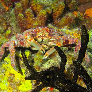 Crab 2 Night 5794
