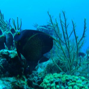 French Angelfish 6010