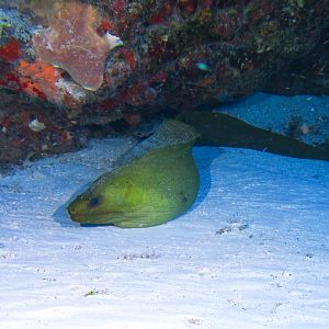 Green Moray Sheltering From Current 6236
