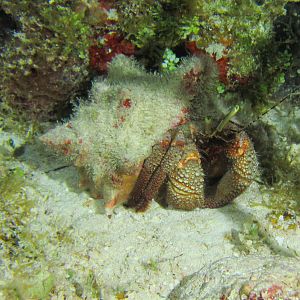 Hermit Carab 6073