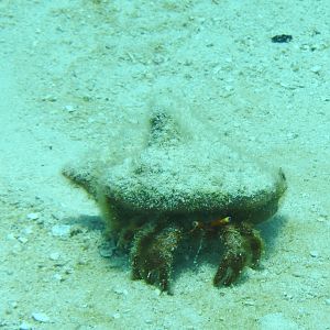 Hermit Crossing Between Coral Reefs 6029