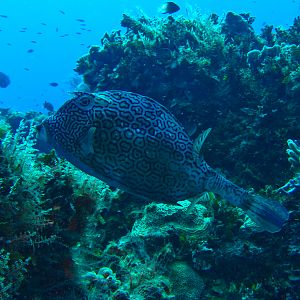 Honeycomb Cowfish 5967