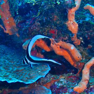 Juvenile Spotted Drum 5837