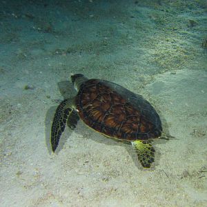 Night Swim Turtle 6098