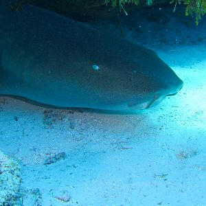 Nurse Shark 5932