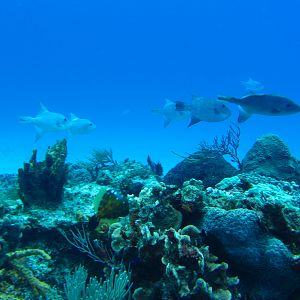 Ocean Triggerfish 6167