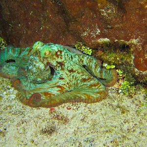 Octopus At Night 5784