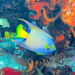 Queen Angelfish 6012