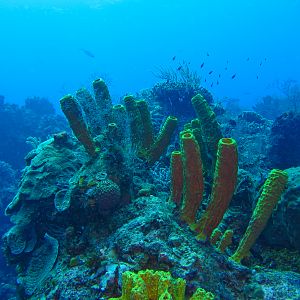 Reef  6116