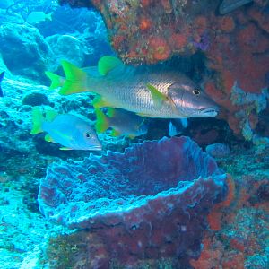 Schoolmaster Snapper 6014