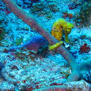 Seahorse At Palancar Bricks 6207