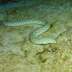 Sharptail Eel 5769