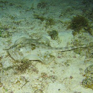 Spotted Ray 1 6085-1